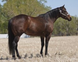 broodmare Solara (Quarter Horse, 1998, from Band Of Azure)