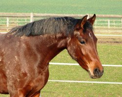 broodmare Mocca Chocolata (German Riding Pony, 2012, from Steendieks Champ of Glory)