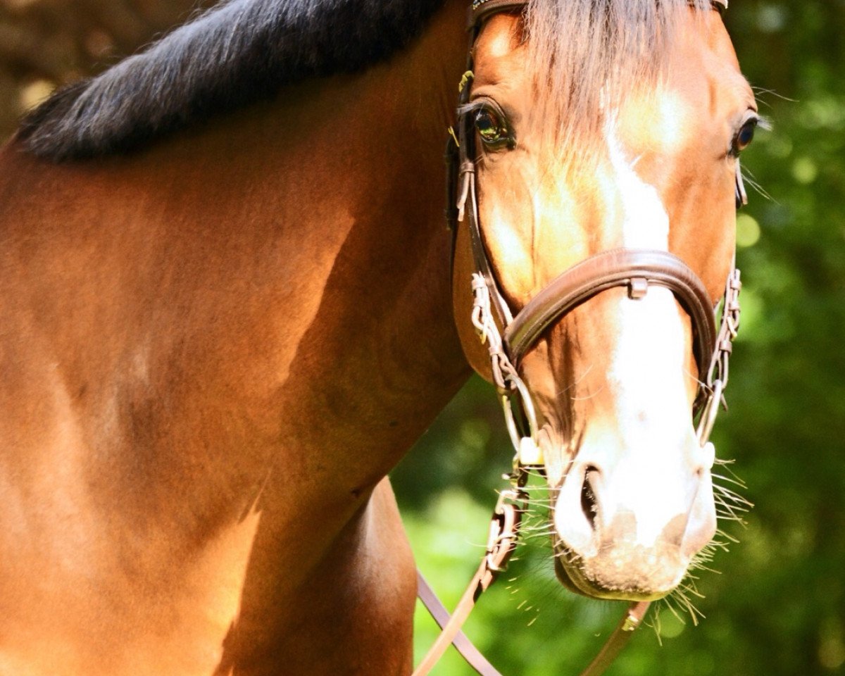 Springpferd Quiberon D (Oldenburger, 2009, von Quintender 2)