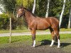 Springpferd Cornet's Prince 2 (Oldenburger Springpferd, 2010, von Cornet's Prinz)