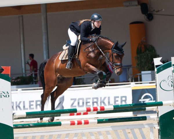 Springpferd Balando BZ (Österreichisches Warmblut, 2010, von Balou du Rouet)