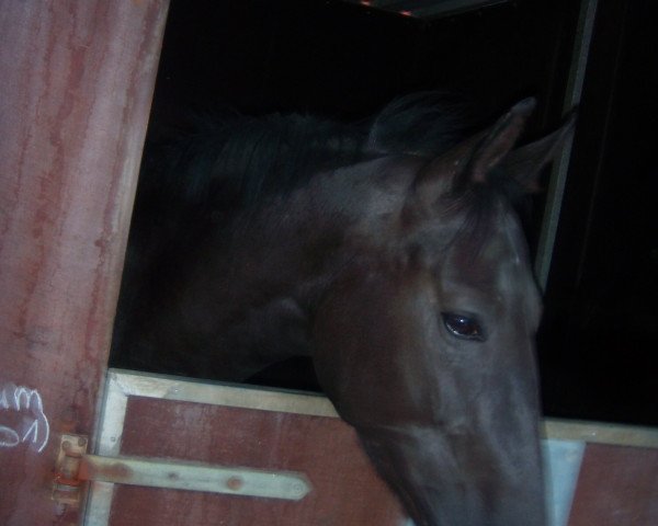 broodmare Kaira von Hary (Zangersheide riding horse, 2011, from Kannan)