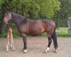 broodmare Florida (Westphalian, 2002, from Fürst Heinrich)