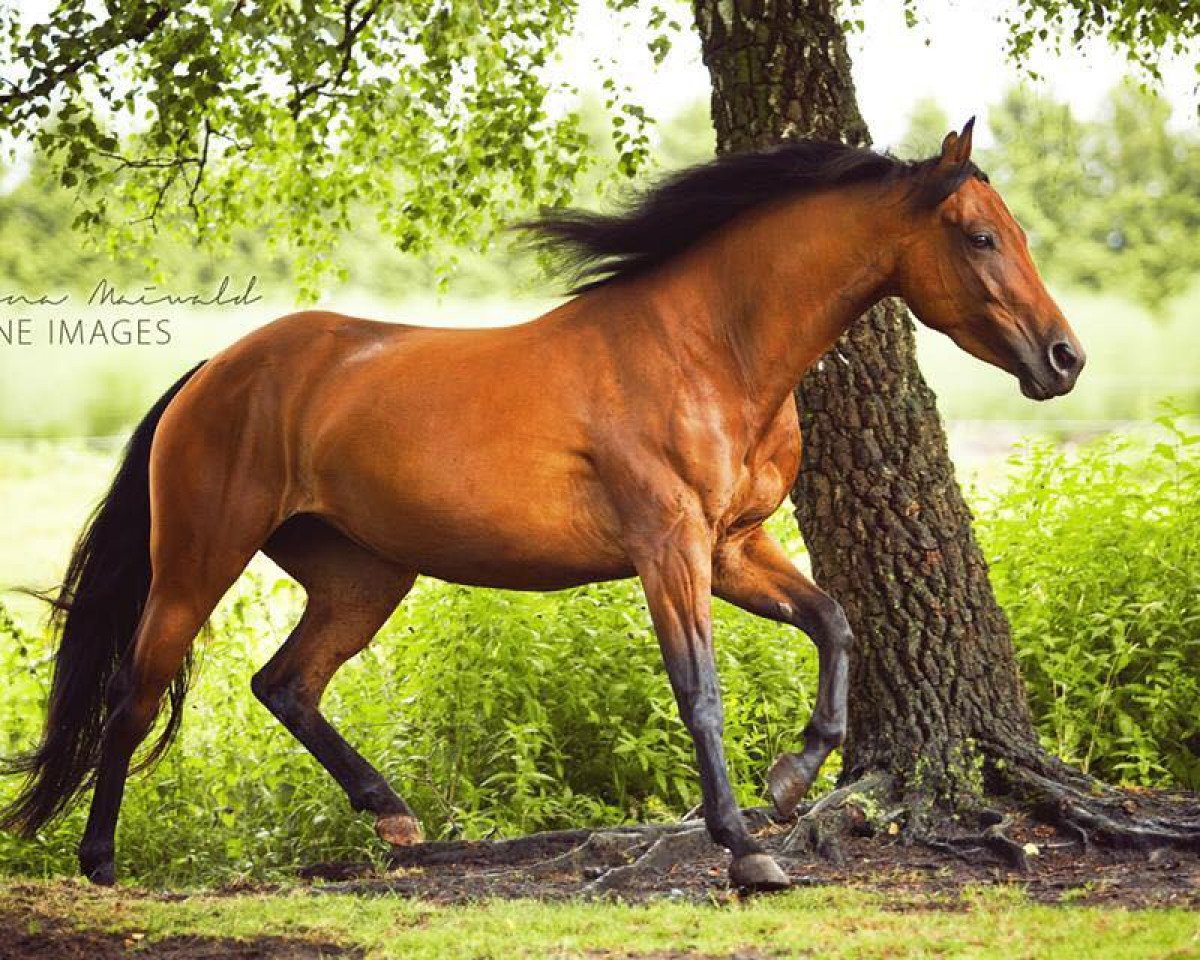 horse Dots Charley B (Quarter Horse, 2011)