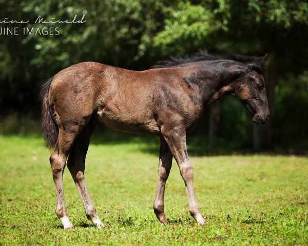 dressage horse Marshall (Quarter Horse, 2015, from Slide n Chic)