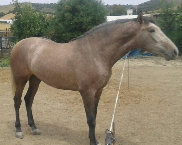 horse BURLON GS (Pura Raza Espanola (PRE), 2013)