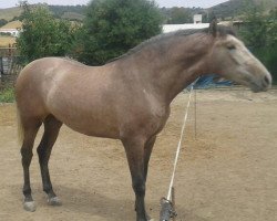 horse Burlon GS (Pura Raza Espanola (PRE), 2013)