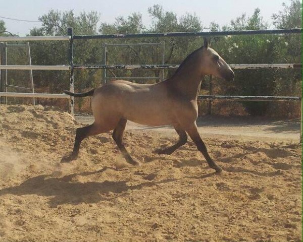 horse JUNCADELLO (Lusitano, 2014)