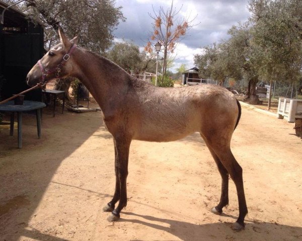 Pferd MELENDA (Lusitano, 2014)