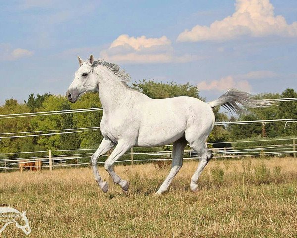 dressage horse Rastembork (Trakehner, 2004, from Cadeau)
