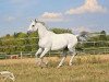 Dressurpferd Rastembork (Trakehner, 2004, von Cadeau)