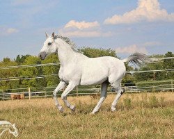 dressage horse Rastembork (Trakehner, 2004, from Cadeau)