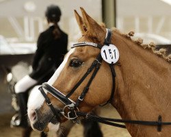 Dressurpferd Golden Prince (Pony ohne Rassebezeichnung, 2010)