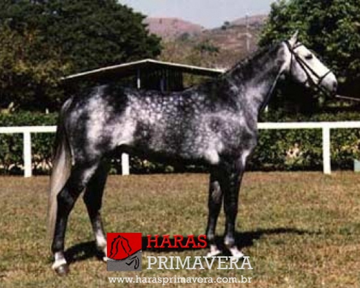stallion Picasso van het Spieveld (Belgian Warmblood, 1992, from Capital)
