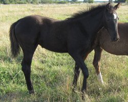 broodmare Landperle (Hanoverian, 2015, from Livaldon)