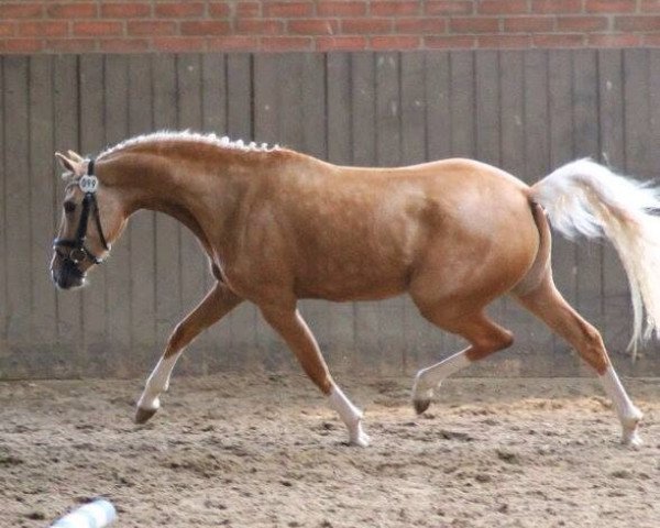 broodmare Fli-Wa-Tuet (German Riding Pony, 2011, from Heidbergs Nancho Nova)