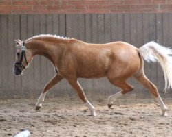 broodmare Fli-Wa-Tuet (German Riding Pony, 2011, from Heidbergs Nancho Nova)