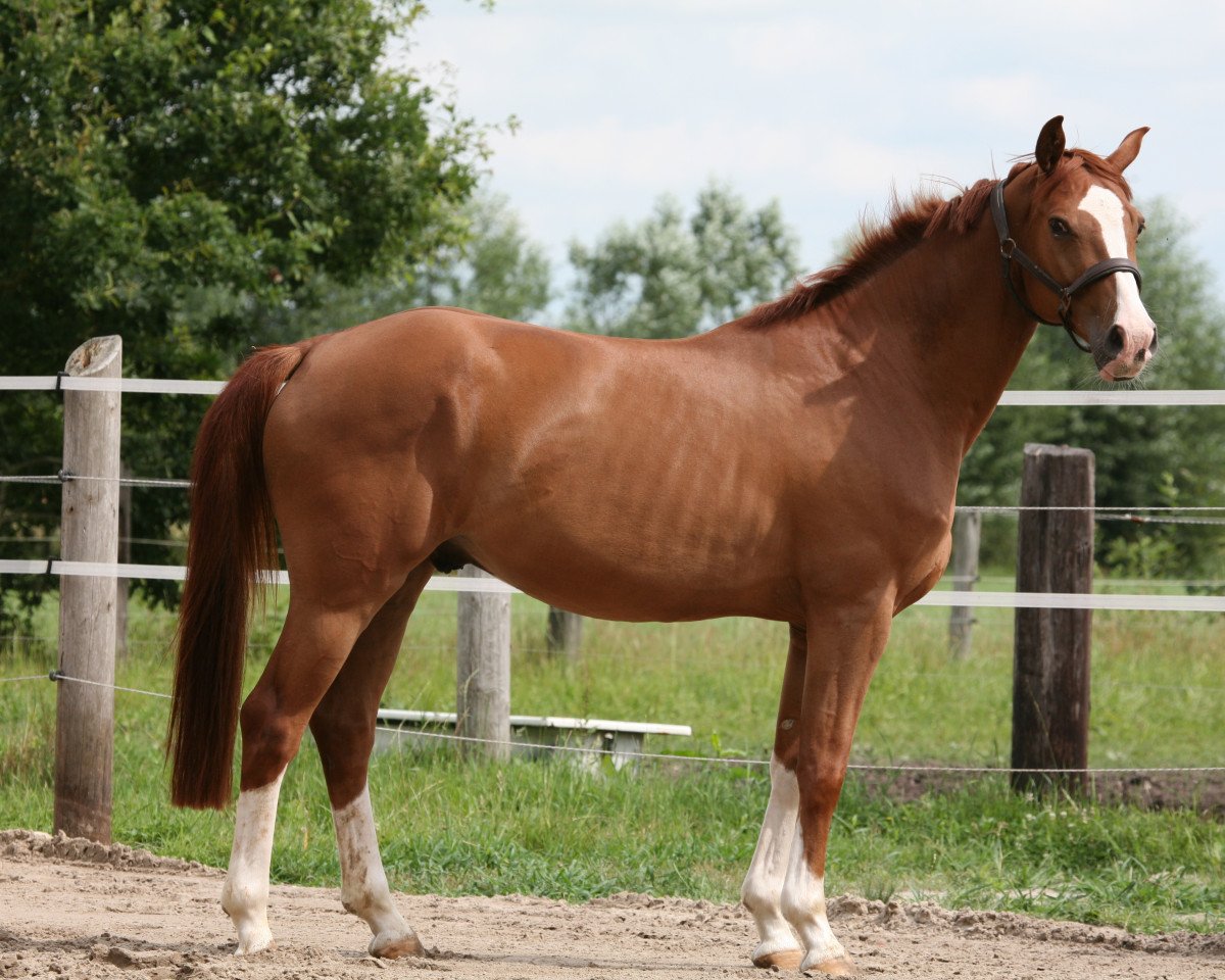 Springpferd Undercover 21 (Hannoveraner, 2008, von Uccello)