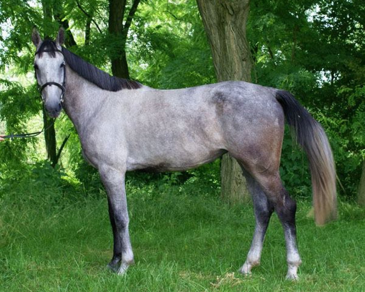 Springpferd Quifilia de Ganad (Ungarisches Warmblut, 2008, von Quifilio)