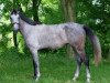 jumper Quifilia de Ganad (Hungarian Warmblood, 2008, from Quifilio)