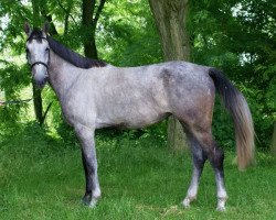 jumper Quifilia de Ganad (Hungarian Warmblood, 2008, from Quifilio)