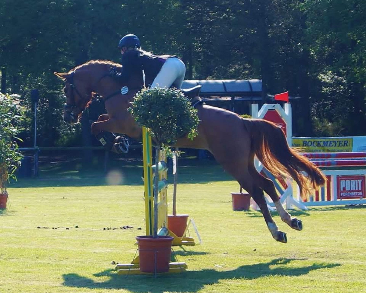 broodmare Sunshine WE (German Riding Pony, 2011, from Makuna Matata WE)