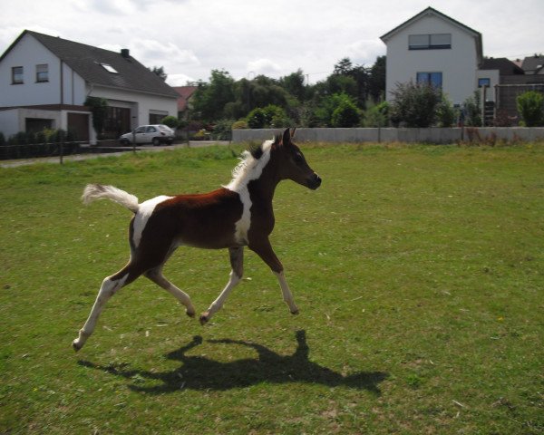 Pferd Rastan (Arabisches Halbblut / Partbred, 2015, von Raven EAO)