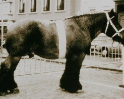 stallion Costaud de Wolvertem (Brabant/Belgian draft horse, 1979, from Faro de Vedrin)