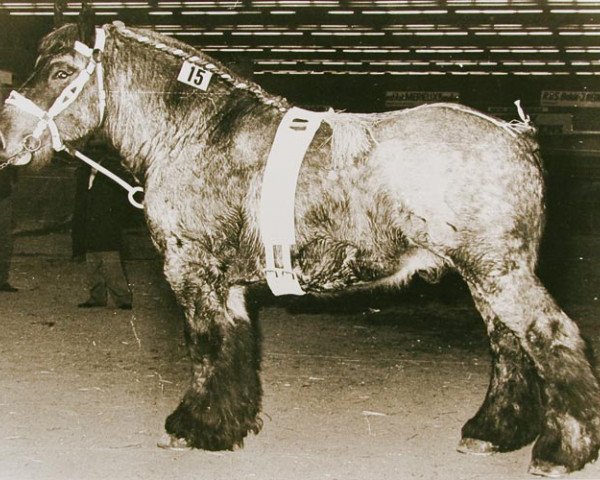 stallion Rivaal van de Merodedreef (Brabant/Belgian draft horse, 1980, from Hardi van de Engelhoek)