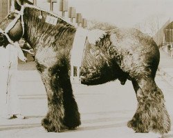 Deckhengst Matador van 't Eendenhof (Brabanter/Belgisches Kaltblut, 1978, von Vengeur van 't Geushof)