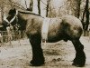 horse Codex de Wolvertem (Brabant/Belgian draft horse, 1973, from Elégant d'Impde)