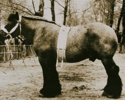 horse Codex de Wolvertem (Brabant/Belgian draft horse, 1973, from Elégant d'Impde)