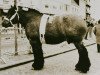 stallion Marco van Wilde (Brabant/Belgian draft horse,  , from Barnum II van 't Geushof)