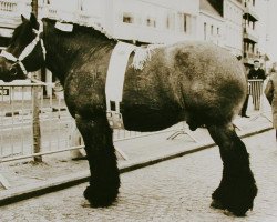 stallion Marco van Wilde (Brabant/Belgian draft horse,  , from Barnum II van 't Geushof)