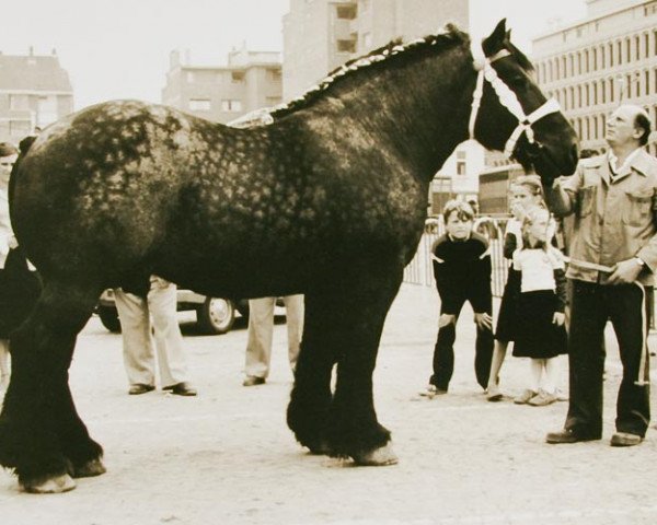 stallion Hardi van 't Geushof (Brabant/Belgian draft horse, 1972, from Bavard Ten Torre)