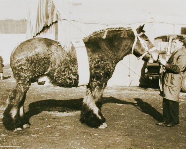 stallion Lutteur van 't Ooievaarsnest (Brabant/Belgian draft horse, 1972, from Bavard Ten Torre)