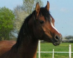 stallion Dg Benghasi ox (Arabian thoroughbred, 2002, from Shaklan Ibn Bengali ox)