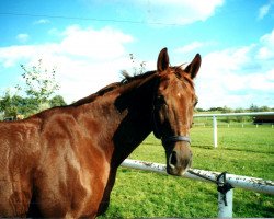 broodmare Wicky (Westphalian, 1992, from Weinberg)