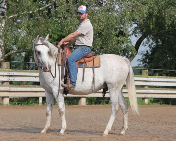 Pferd Pustynny Mag (Vollblutaraber, 2011, von Poganin ox)