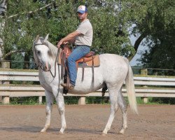 horse Pustynny Mag (Arabian thoroughbred, 2011, from Poganin ox)