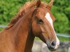 dressage horse Ziva (Pony without race description, 2009)