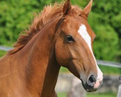 dressage horse Ziva (Pony without race description, 2009)