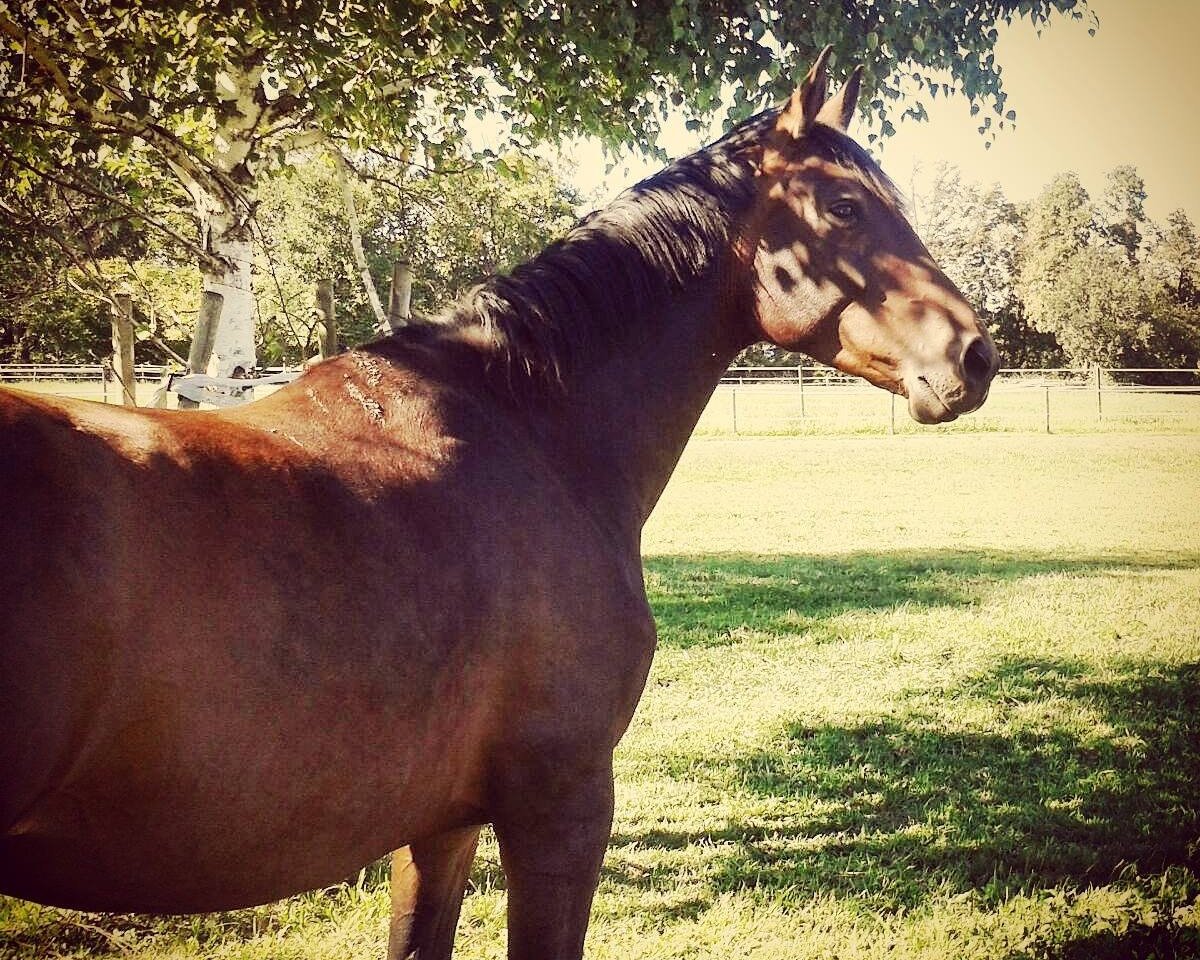broodmare Epoca (Holsteiner, 2012, from Cristo)