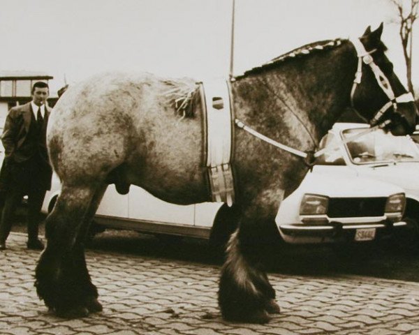 Deckhengst Matador van 't Hof van Nieuwe (Brabanter/Belgisches Kaltblut, 1970, von Expo de la Sille)