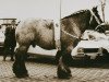 stallion Matador van 't Hof van Nieuwe (Brabant/Belgian draft horse, 1970, from Expo de la Sille)