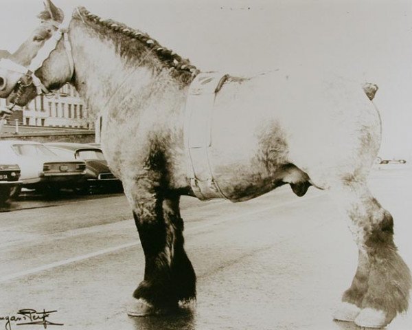 Deckhengst Matador de Salmonsart (Brabanter/Belgisches Kaltblut, 1966, von Emir de Salmonsart)