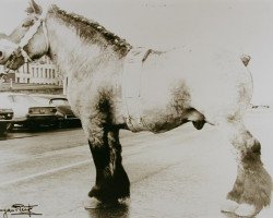 Deckhengst Matador de Salmonsart (Brabanter/Belgisches Kaltblut, 1966, von Emir de Salmonsart)