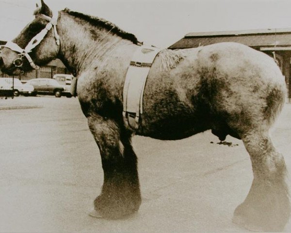 stallion Barnum II van 't Geushof (Brabant/Belgian draft horse, 1967, from Buffalo de Romiée)