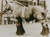 stallion Hardi van 't Ooievaarsnest (Brabant/Belgian draft horse, 1970, from Buffalo de Romiée)