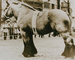 Deckhengst Hardi van 't Ooievaarsnest (Brabanter/Belgisches Kaltblut, 1970, von Buffalo de Romiée)